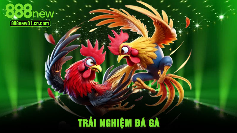 Trải nghiệm đá gà
